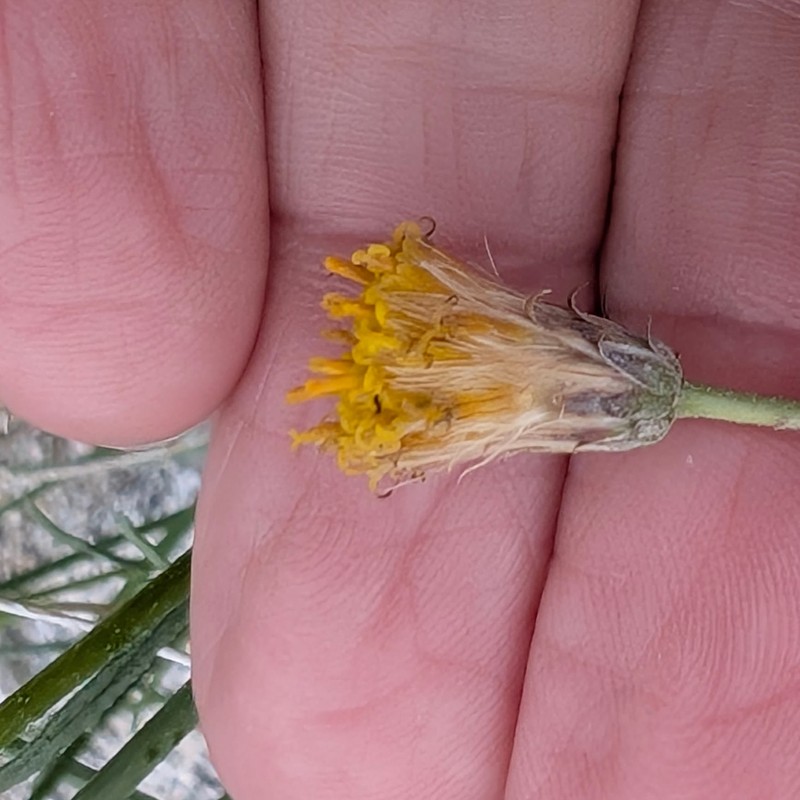 Bebbia juncea var. aspera photo 8