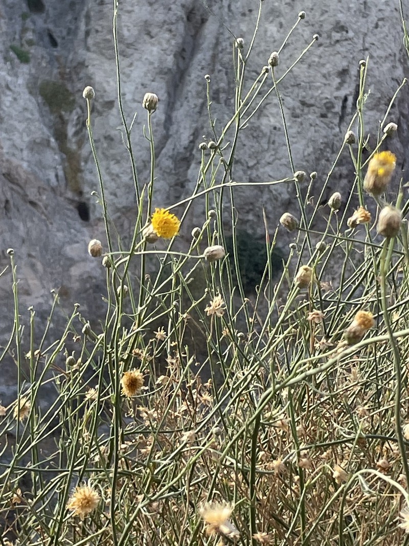 Bebbia juncea var. juncea
