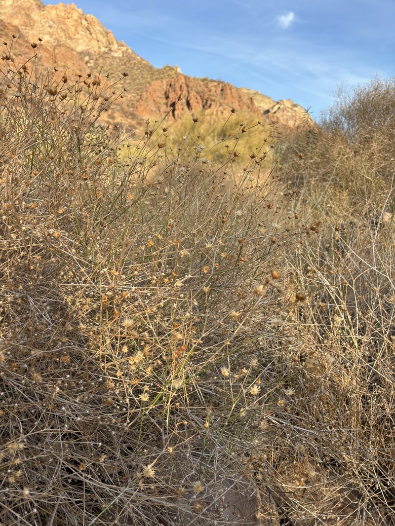 Bebbia juncea var. juncea photo 2