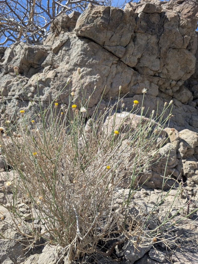 Bebbia juncea var. juncea photo 4