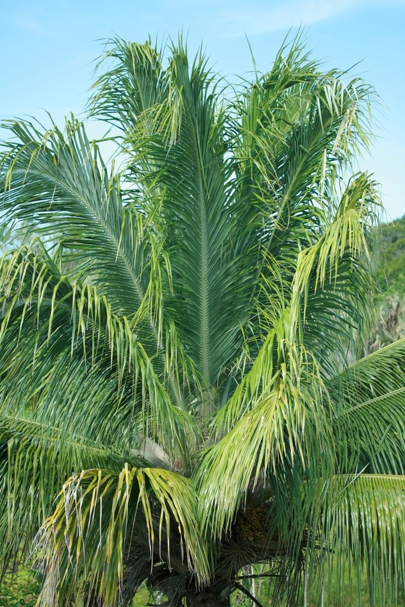 Beccariophoenix madagascariensis