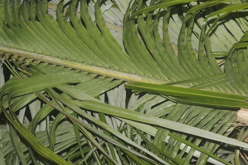 Beccariophoenix madagascariensis photo 2