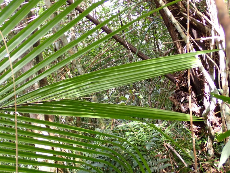 Beccariophoenix madagascariensis photo 3