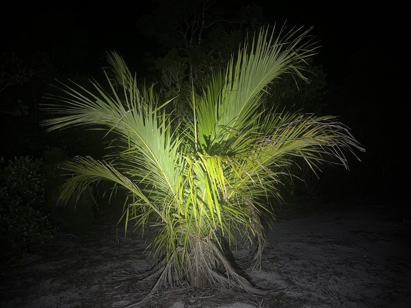 Beccariophoenix madagascariensis photo 4