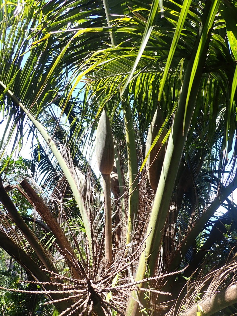 Beccariophoenix madagascariensis photo 5