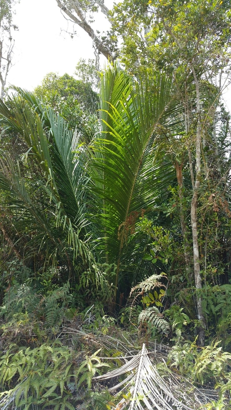 Beccariophoenix madagascariensis photo 6