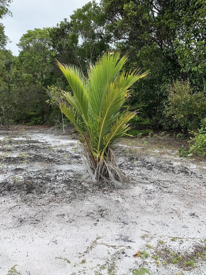 Beccariophoenix madagascariensis photo 7