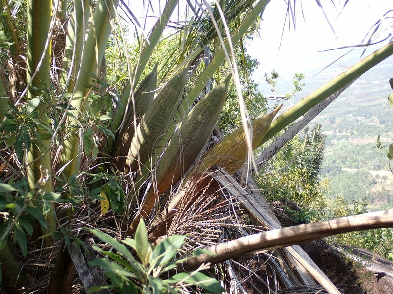 Beccariophoenix madagascariensis photo 8