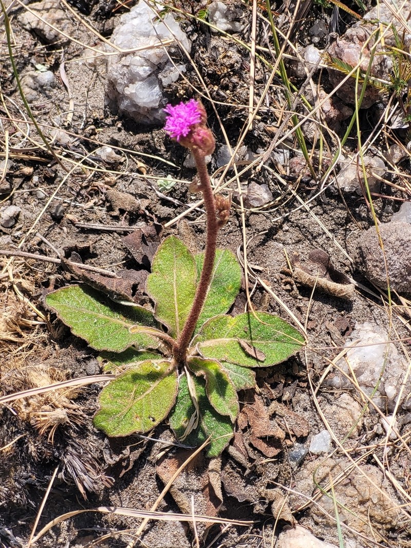 Bechium nudicaule