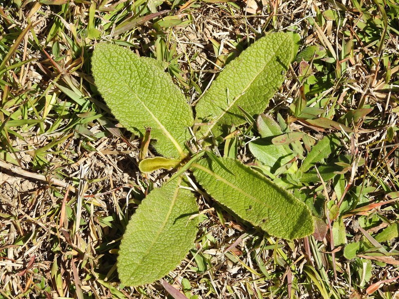 Bechium nudicaule photo 4