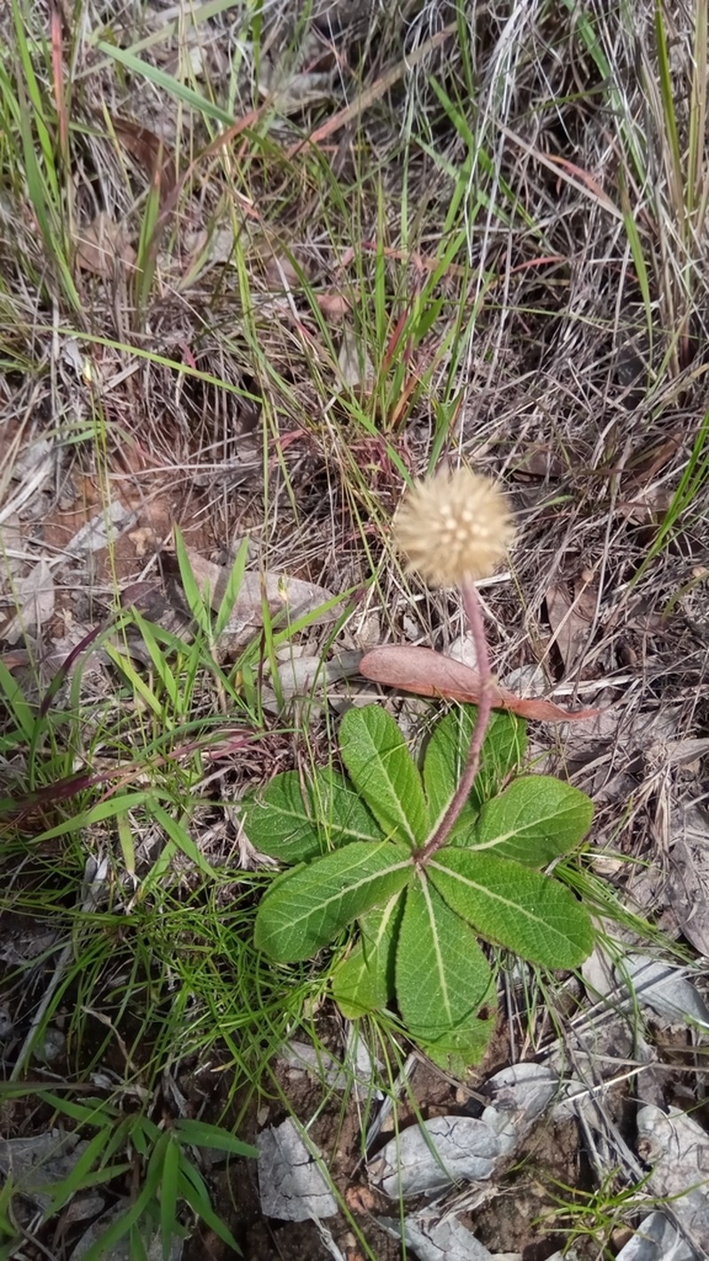 Bechium nudicaule photo 6