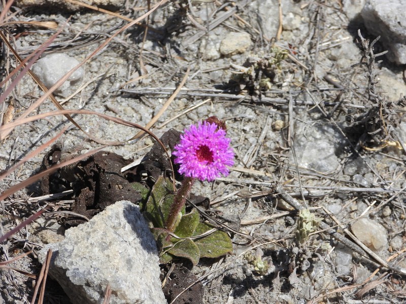Bechium nudicaule photo 8