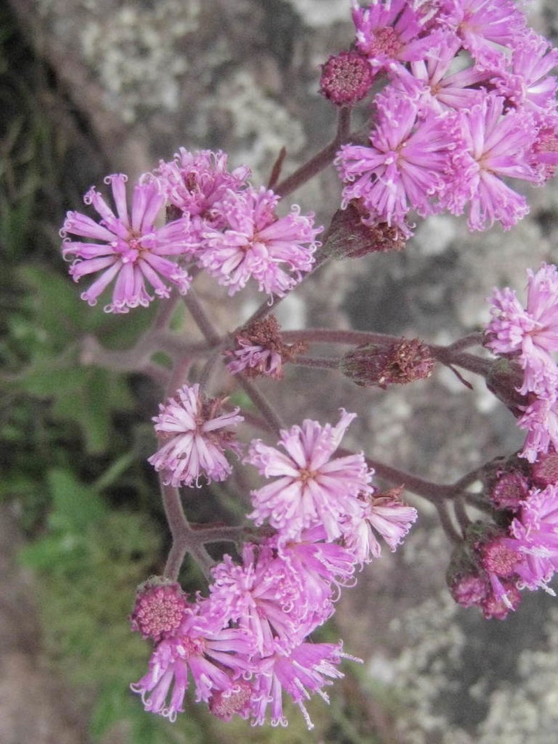 Bechium rubricaule