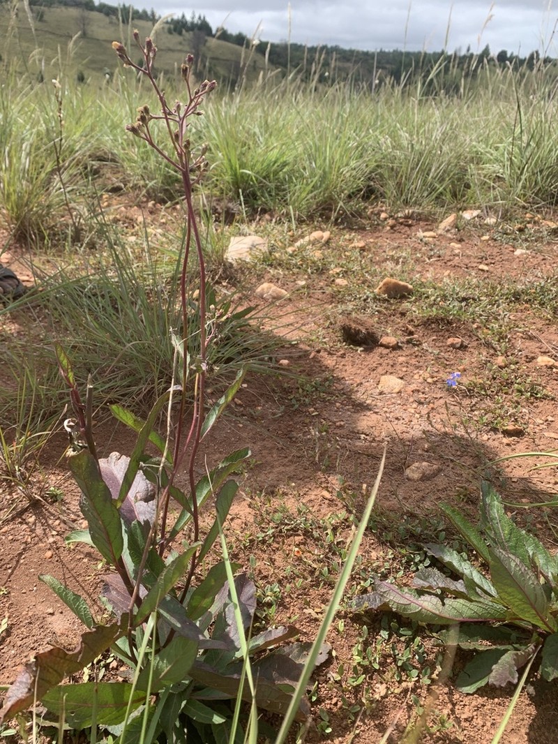 Bechium rubricaule photo 2