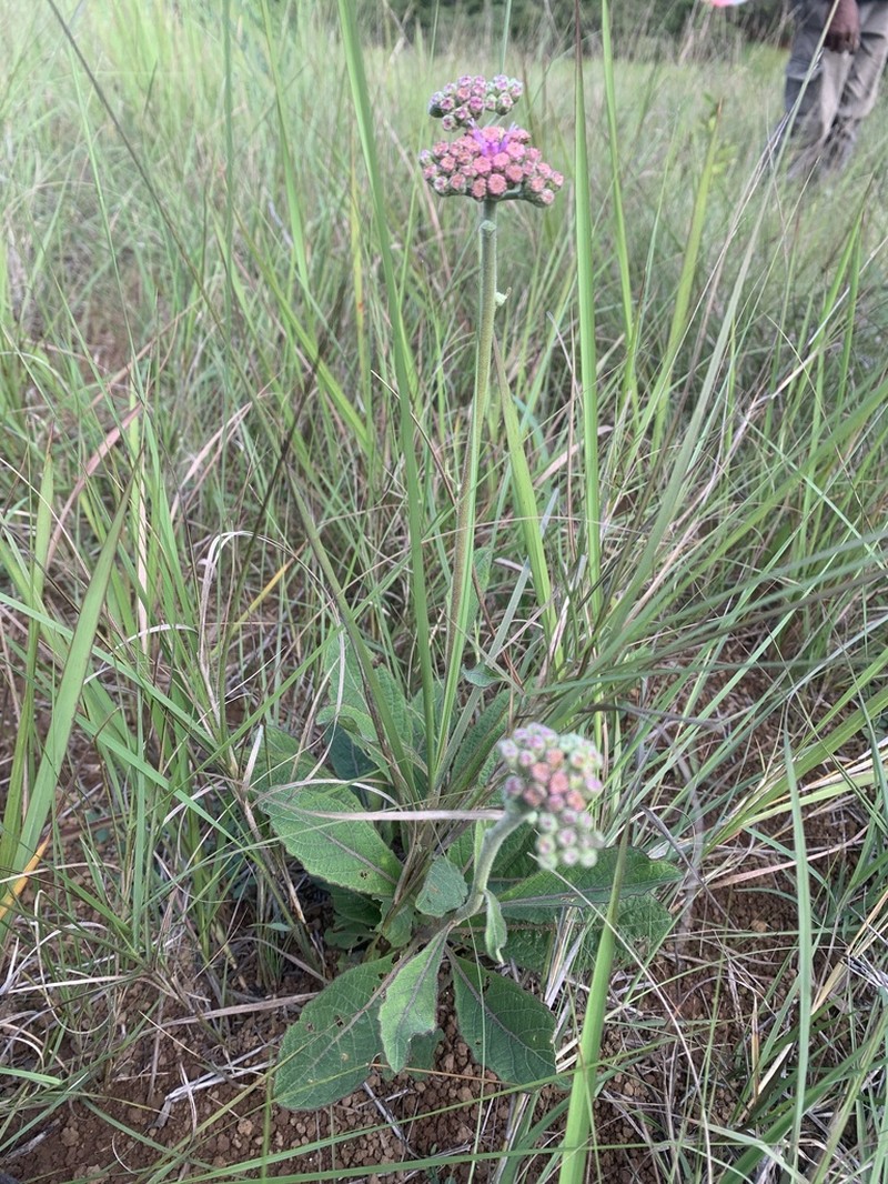 Bechium rubricaule photo 3
