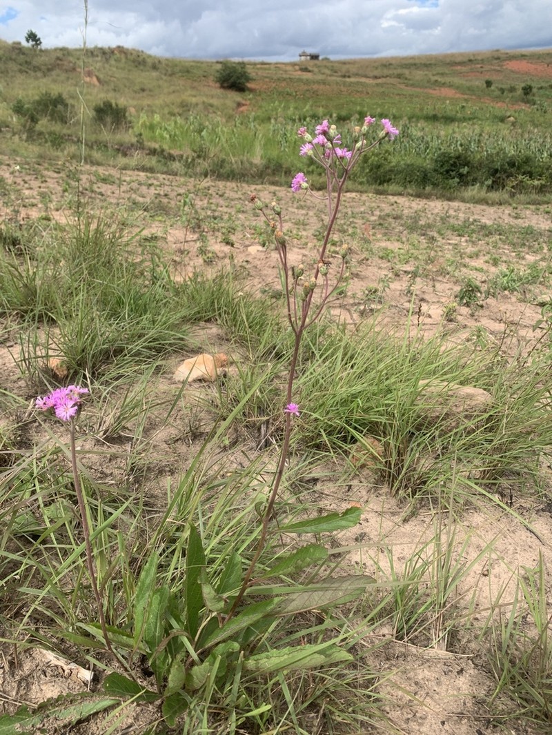 Bechium rubricaule photo 4