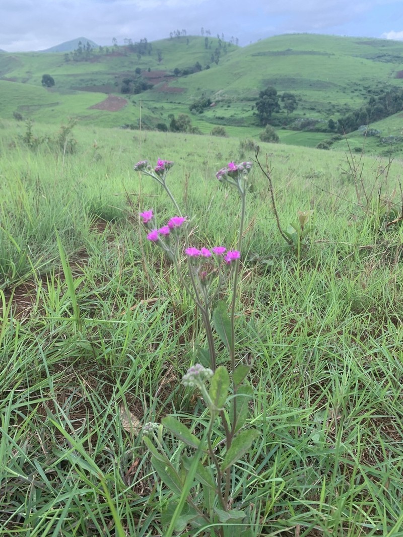 Bechium rubricaule photo 5