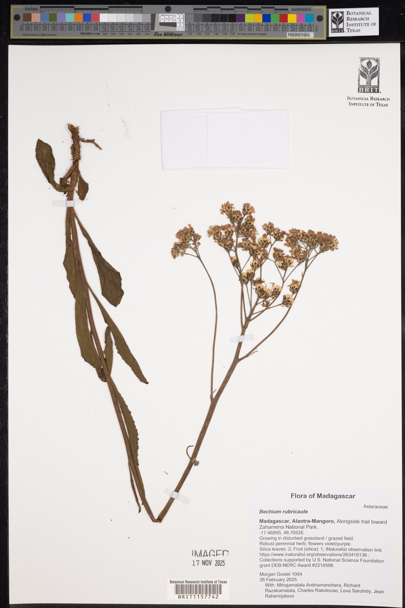 Bechium rubricaule photo 6