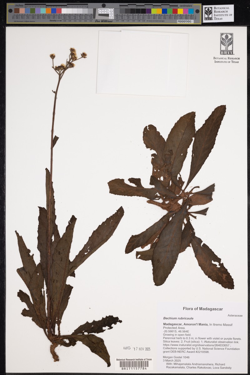 Bechium rubricaule photo 8
