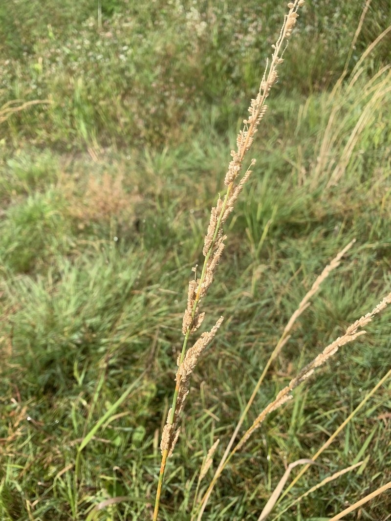 American Sloughgrass