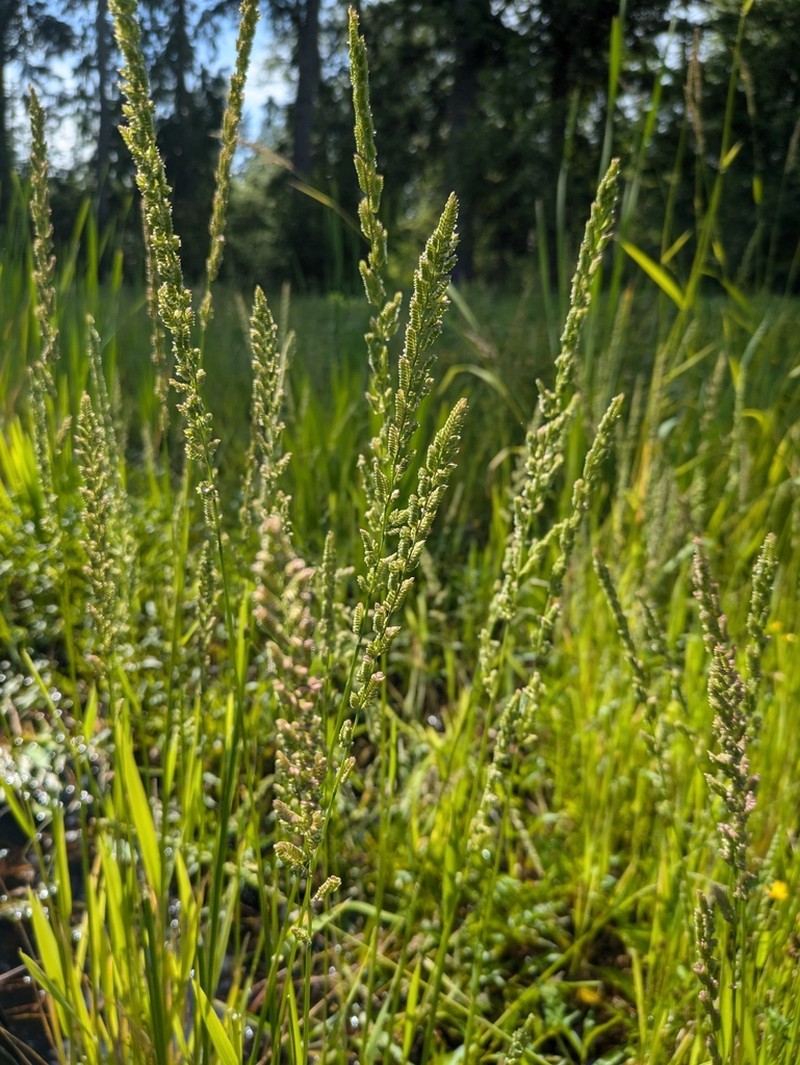 American Sloughgrass photo 2
