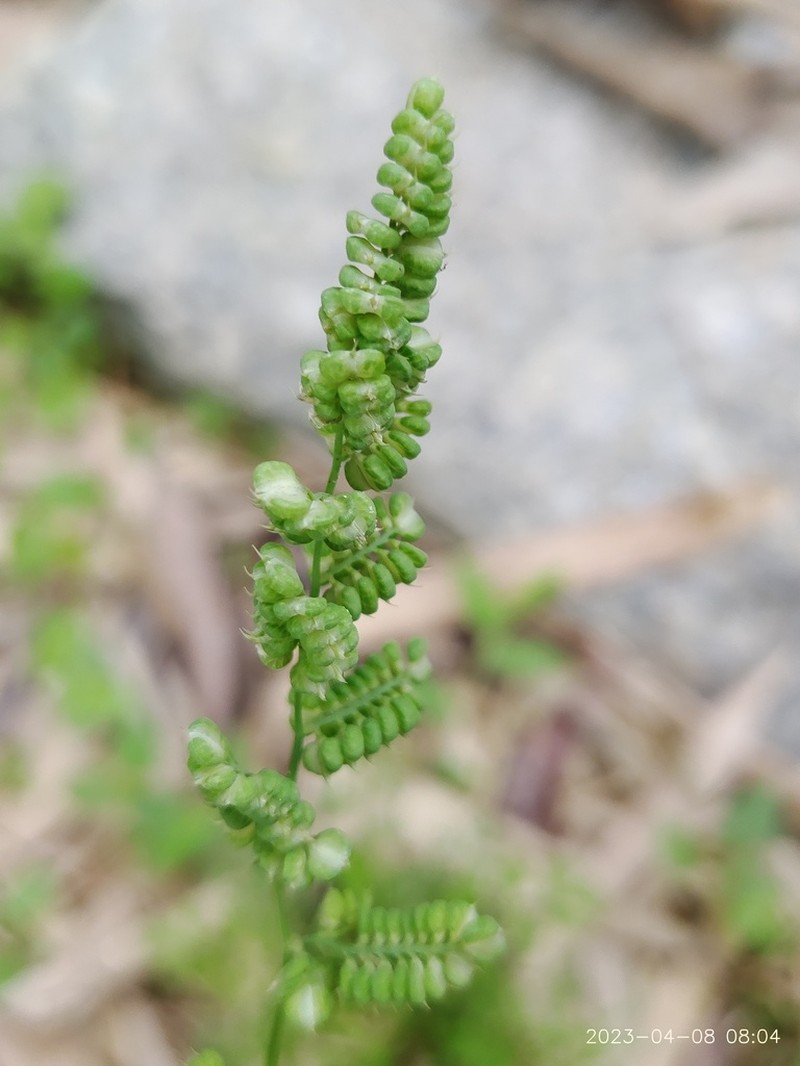 American Sloughgrass photo 4