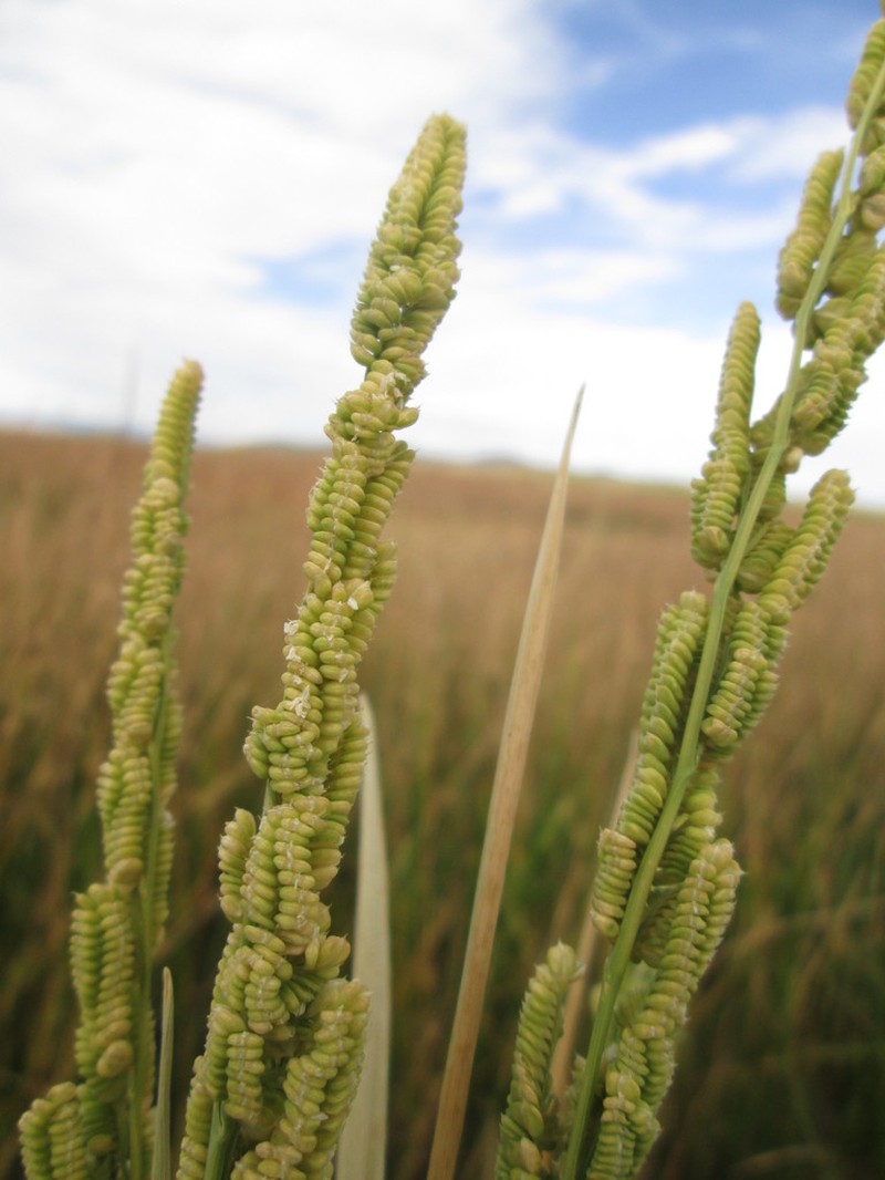 American Sloughgrass photo 5