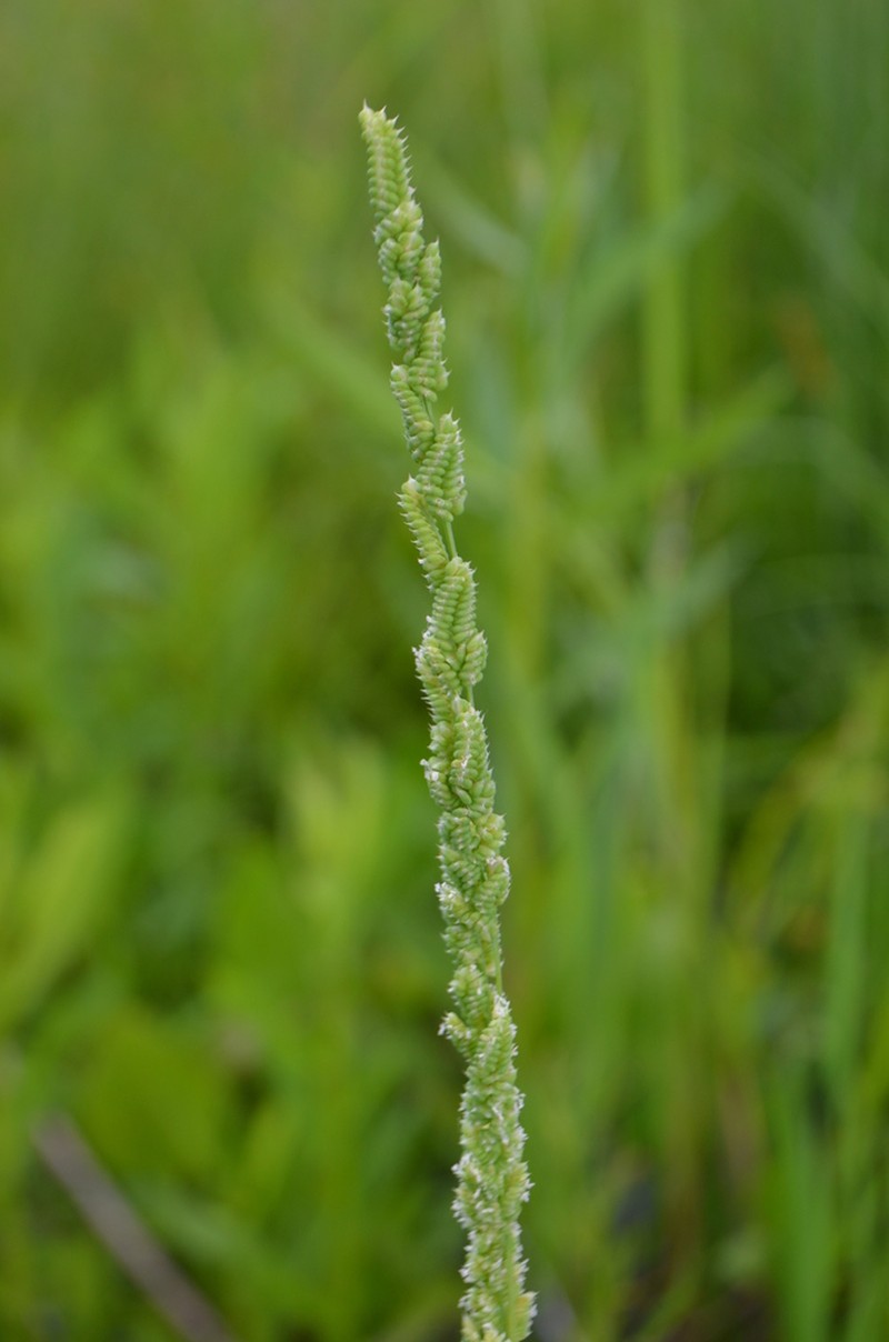 American Sloughgrass photo 6