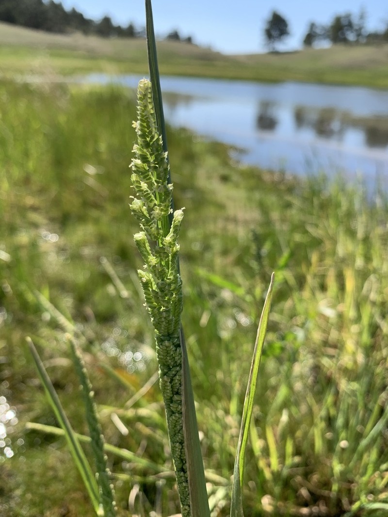 American Sloughgrass photo 8