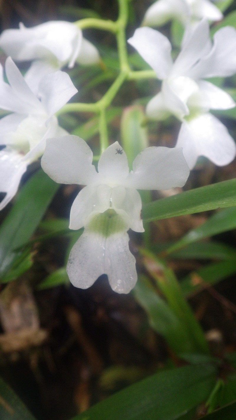 Beclardia grandiflora photo 2