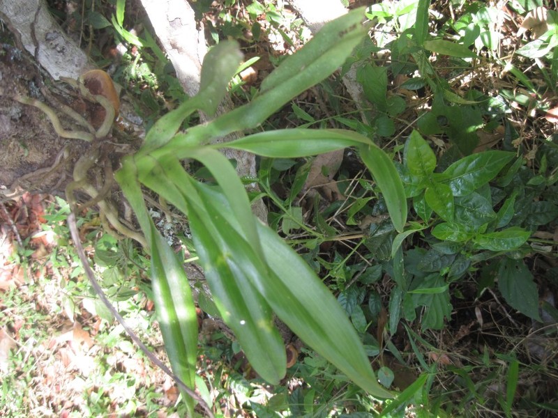 Beclardia grandiflora photo 3