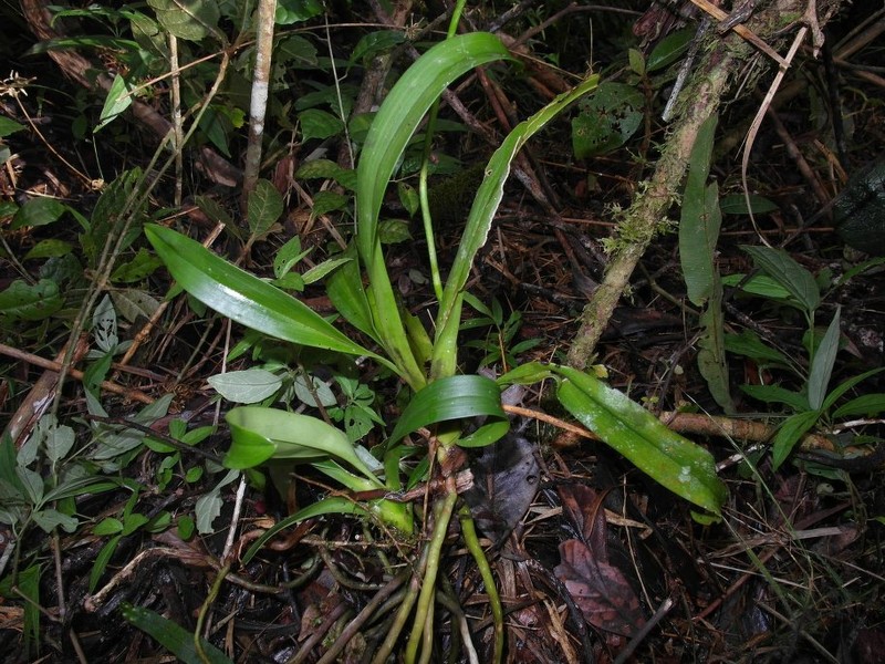 Beclardia grandiflora photo 4