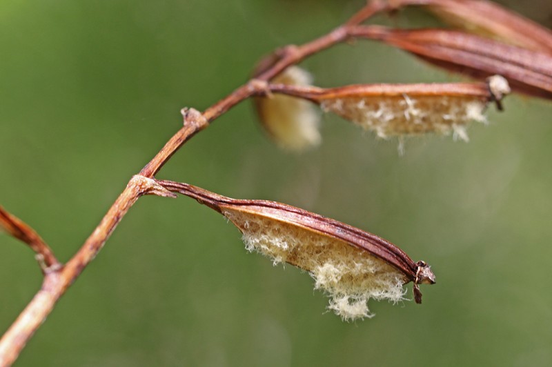 Beclardia macrostachya