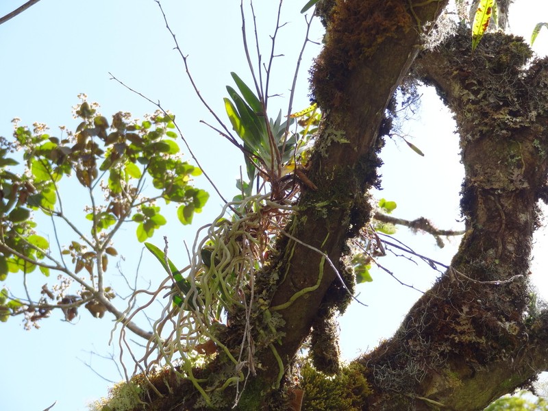 Beclardia macrostachya photo 2