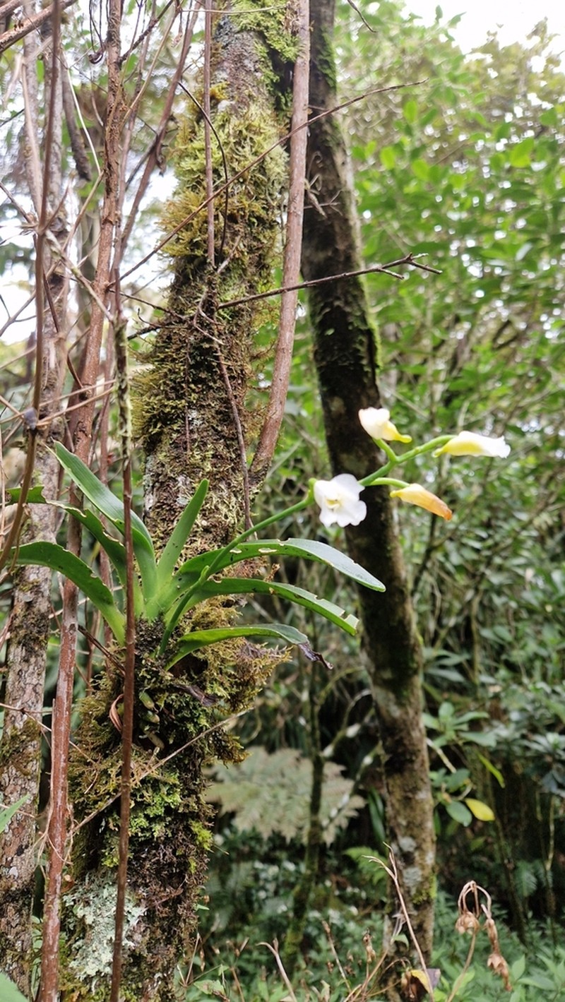 Beclardia macrostachya photo 3