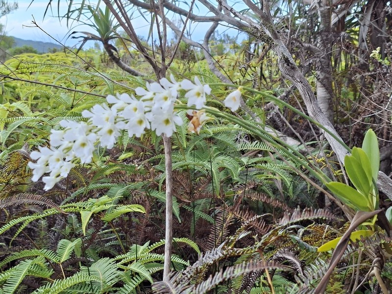 Beclardia macrostachya photo 4