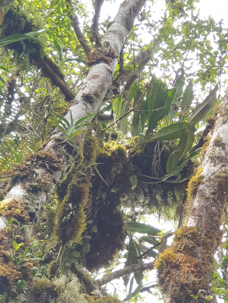 Beclardia macrostachya photo 5