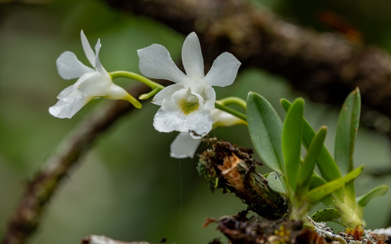 Beclardia macrostachya photo 6