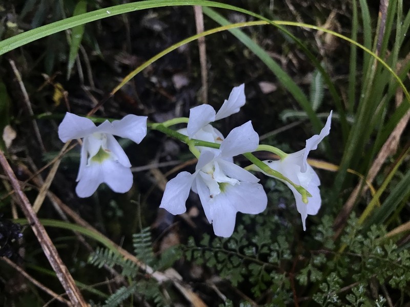 Beclardia macrostachya photo 7