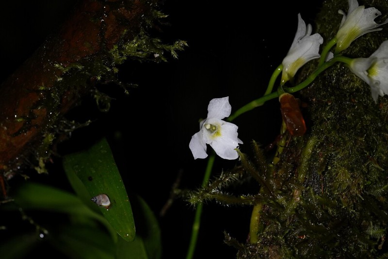 Beclardia macrostachya photo 8
