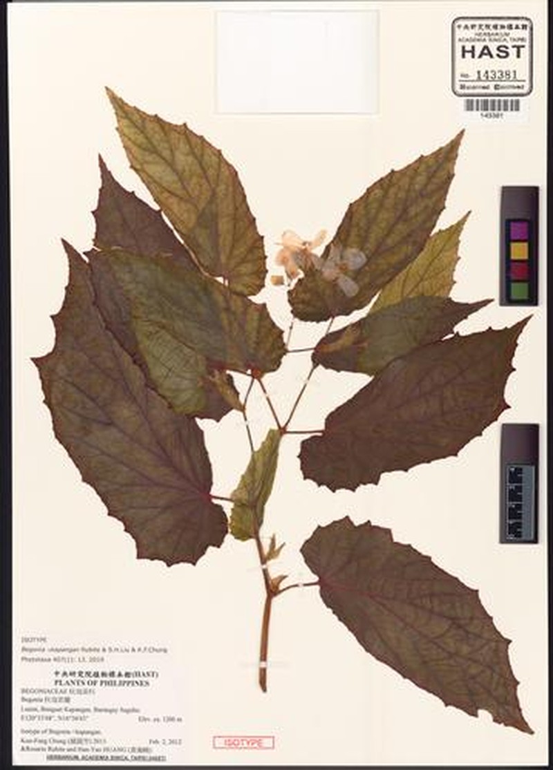 Begonia × kapangan