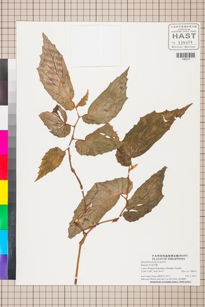 Begonia × kapangan photo 2