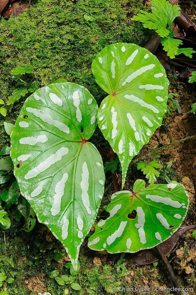 Begonia acidulenta