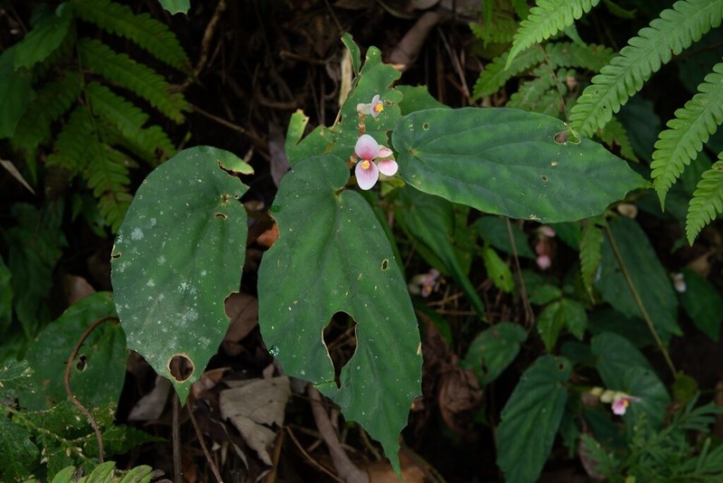 Begonia akaw