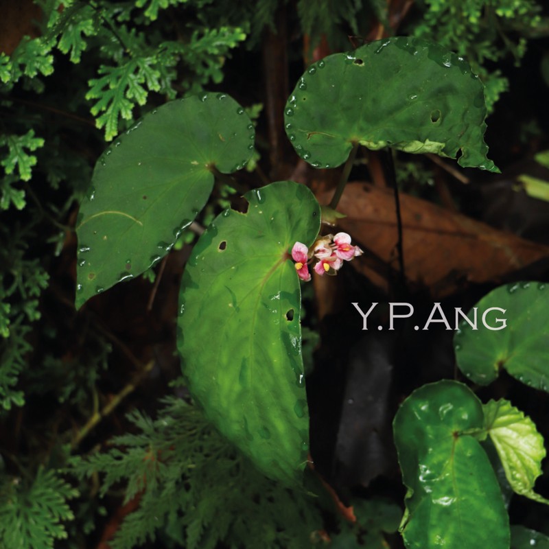 Begonia akaw photo 2