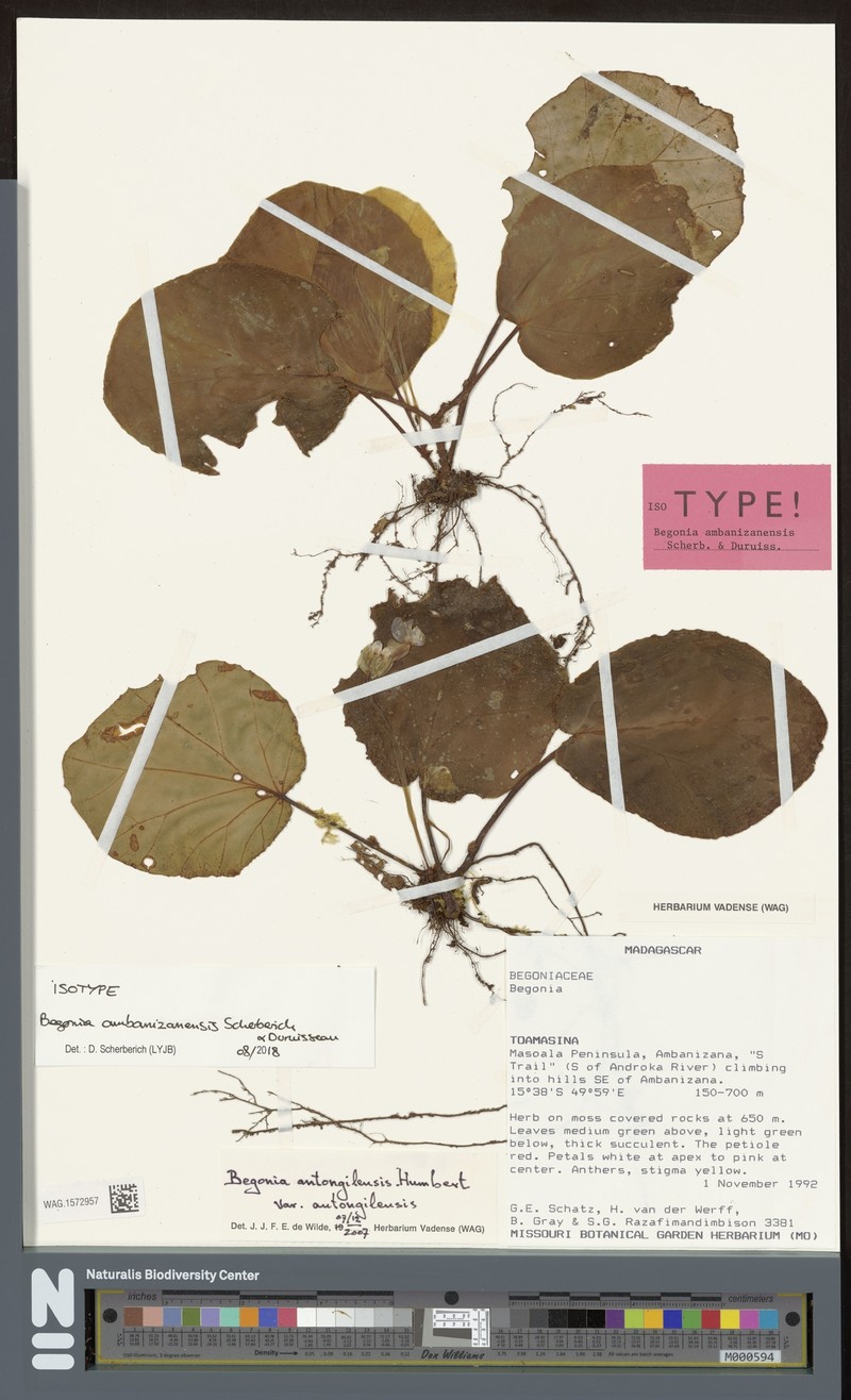 Begonia ambanizanensis