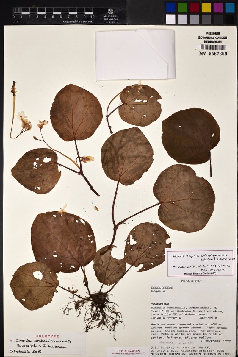 Begonia ambanizanensis photo 2