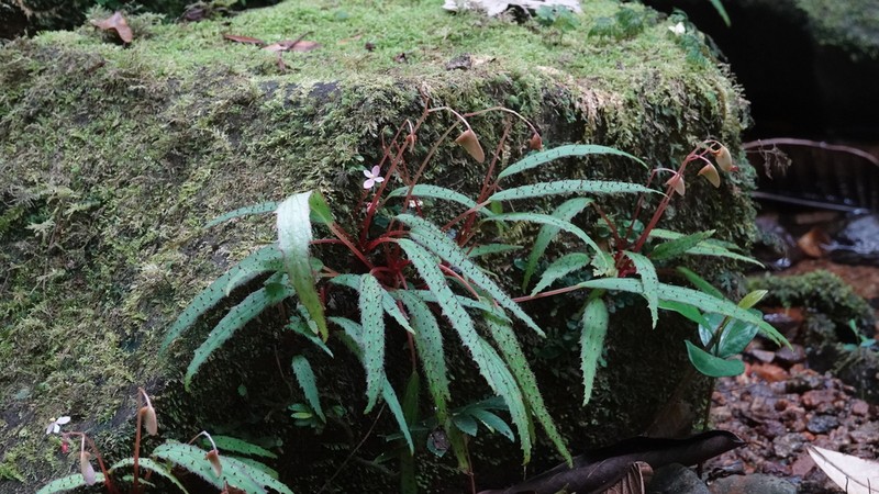 Begonia ambodiforahensis