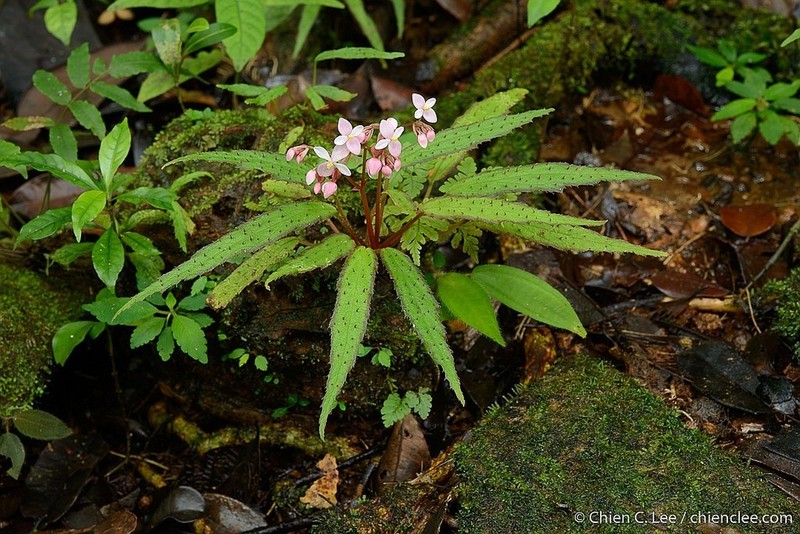 Begonia ambodiforahensis photo 2