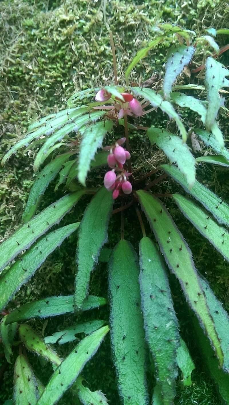 Begonia ambodiforahensis photo 3